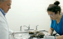 Epidemien in freier Wildbahn - Wie Tiere mit Seuchen umgehen