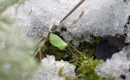 Schmetterlinge!!! - Superhelden der Natur