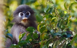 Kui Buri - Thailands unbekanntes Eden