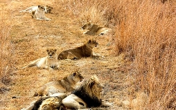 Lionsrock - Die Heimkehr des Königs