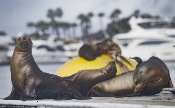 San Diego, Amerikas wilde Oase