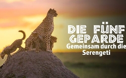 Die fünf Geparde: Gemeinsam durch die Serengeti