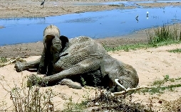 Empfinden Tiere Trauer? Neues aus der Verhaltensforschung