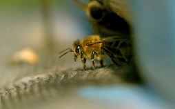 Die Bienenflüsterer