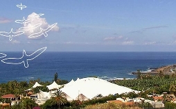 Papageien, Palmen & Co.