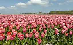 Die Niederlande: Kleines Land, Große Ideen
