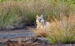 Deutschlands neue Wildnis