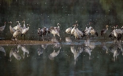 Deutschlands neue Wildnis