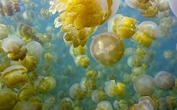 Quallen - Hirnlos, aber oho