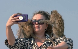 Affen in Thailand: Von wegen wasserscheu!