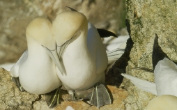 Schottlands wilde Jahreszeiten