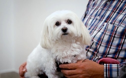 Der Super-Doc - Einsatz für 4 Pfoten