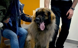 Der Super-Doc - Einsatz für 4 Pfoten