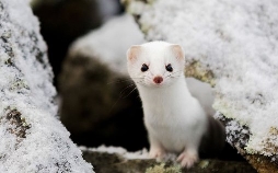 Lappland - Reich der schlafenden Giganten