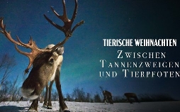 Tierische Weihnachten: Zwischen Tannenzweigen und Tierpfoten