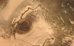 Rätselhafte Wüstendrachen