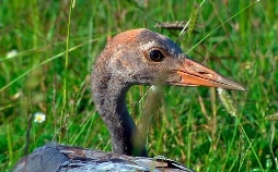 Die Sendung mit der Maus Spezial