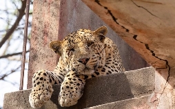 Die Leoparden-Dynastie: Aufstieg eines Prinzen