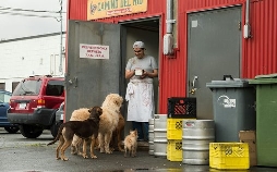 Die unglaublichen Abenteuer von Bella