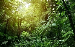 Naked Survival - Ausgezogen in die Wildnis