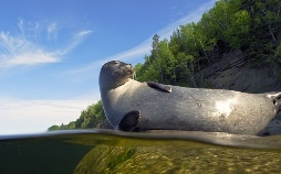 Robbengeschichten - Geboren an Land, zu Hause im Wasser
