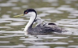 San Diego, Amerikas wilde Oase