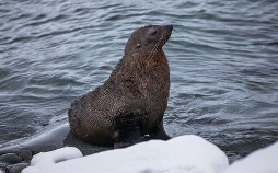 Feindselige Erde - Anpassen oder sterben