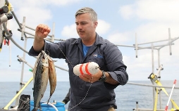 Makohaie vor Kalifornien