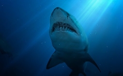 United Sharks of America