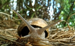 Naturwunder Gemüsegarten: Die große Welt der kleinen Tiere