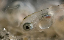 San Diego, Amerikas wilde Oase