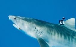 Kamakai - Der größte Tigerhai der Welt?