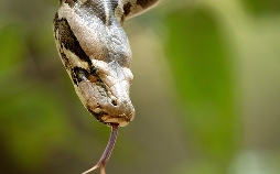 Das wahre Dschungelbuch