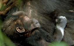 Empfinden Tiere Trauer?