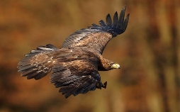 Adler - Superstars der Lüfte