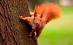 Die Super-Hörnchen - Clever & flink