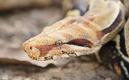 Das tödliche Reich der Schlangen