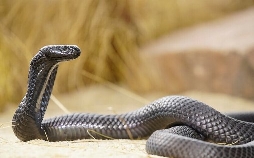 Das tödliche Reich der Schlangen