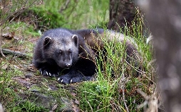 Der Geist des Nordens