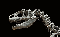 Die Dinosaurier vom Südpol