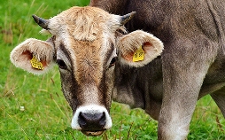 Expedition in die Heimat - Wandern im Allgäu