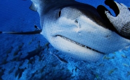 Kamakai - Der größte Tigerhai der Welt?