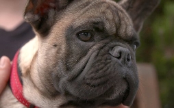 Die Tierärzte - Retter mit Herz