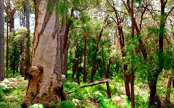 In den Feuerwäldern Westaustraliens - Die Walpole Wilderness