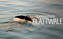 Die letzten ihrer Art - Nordatlantische Glattwale