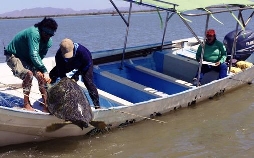 Golf von Kalifornien