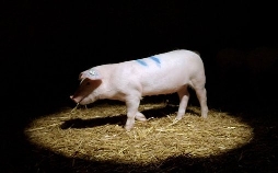 42 - Die Antwort auf fast alles