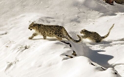 Himalaya - Heimat der Schneeleoparden