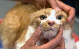 Die Tierärzte - Retter mit Herz