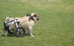Australiens Tierrettung - Einsatz am Bondi Beach